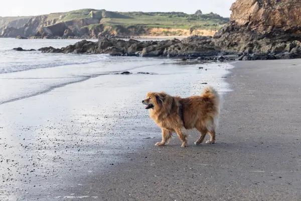 Kayalık bir sahilde yürüyen sevimli bir elo köpeğinin resmi.