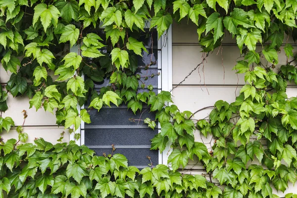 picture of a window covered with vines on an old house