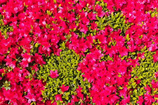 Foto Van Een Overvloed Aan Rode Bloemen Een Azalea Struik Stockafbeelding