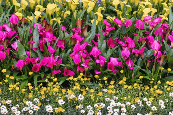 Imagen Bordes Florales Con Calas Rosadas Jardín Primavera Imagen De Stock