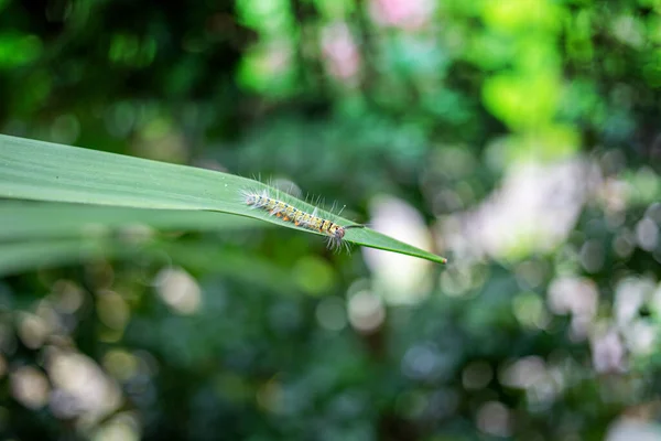 Крупним Планом Гусениці Метеликом Зеленому Листі — стокове фото