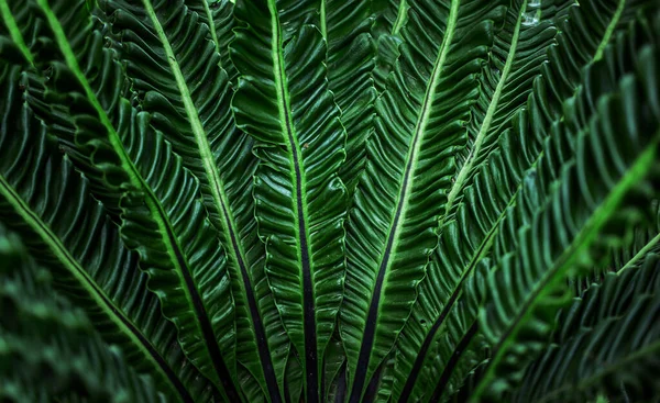 Grüne Tropische Blätter Exotischer Bäume Dschungel Und Zierpflanzen Hintergrund — Stockfoto