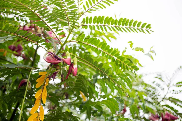 树上的红色阿加斯塔花可以用来烹调香草 蔬菜哼哼鸟 — 图库照片