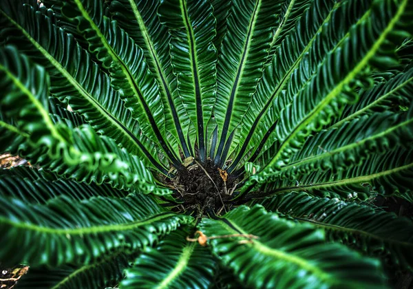 Pollen Auf Grünen Tropischen Blättern Exotischer Baumbestände Dschungel Und Zierpflanzen — Stockfoto