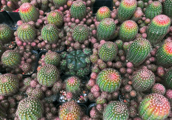 Bovenaanzicht Van Groene Cactus Potten Patroon Tuin Tuinieren Natuurlijke Achtergrond — Stockfoto