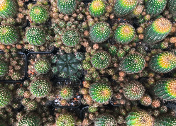Bovenaanzicht Van Groene Cactus Potten Patroon Tuin Tuinieren Natuurlijke Achtergrond — Stockfoto