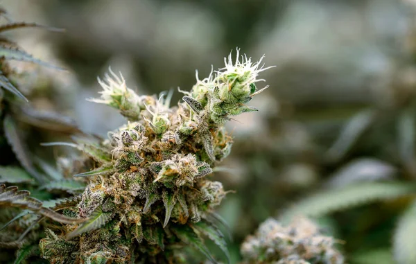 Marijuana Commercial Growing Lap Greenhouse Cannabis Field Growing Alternative Healing — Fotografia de Stock