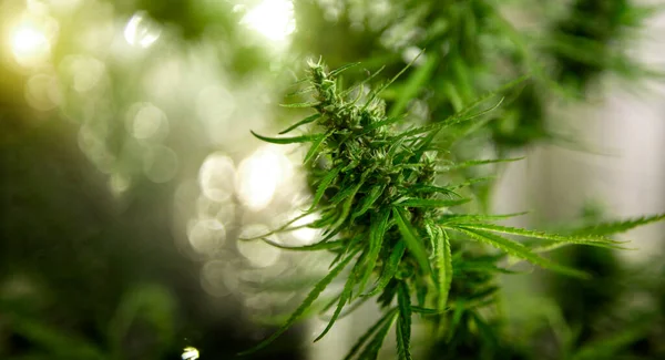Marijuana Commercial Growing Lap Greenhouse Growing High Quality Herb Cannabis — Stok fotoğraf