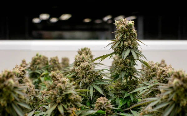 Marijuana Commercieel Kwekerij Kwekerij Kwekerij Cannabisveld Teelt Voor Alternatieve Geneeswijzen — Stockfoto