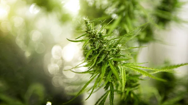 Marijuana Commercial Growing Lap Greenhouse Growing High Quality Herb Cannabis — Fotografia de Stock