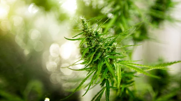 Marijuana Commercial Growing Lap Greenhouse Growing High Quality Herb Cannabis — Fotografia de Stock