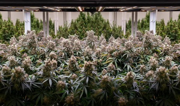 Marijuana Kommersiell Växande Varv Växthuset Cannabis Fält Odling För Alternativ Stockbild