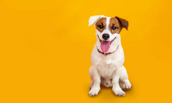 Portret Schattig Klein Jack Russel Terrier Hond Gele Achtergrond Stockfoto