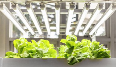 hydrophonic planting with artificial light in lab. futurist technology for agriculture making food and healthy food for living.