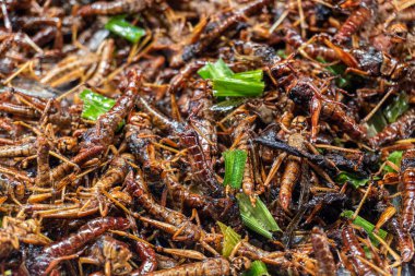 Çekirgeyi kapatın. Tay Asya 'da kaynatılmış. Gelecekteki protein atıştırmalıkları için sokak yiyeceği.