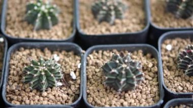 Panshot Kaktüs saksısı ev bahçesinde