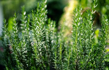 rosemary herb bunches in morning light for background of green fresh 