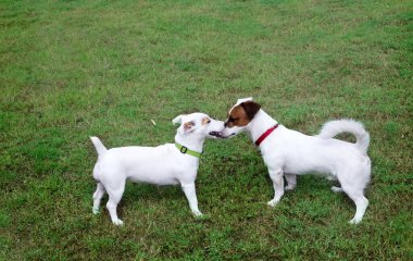 two Jack russel dogs talk as gossip on the green grass in mating period