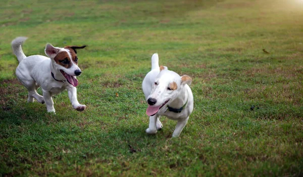 Jack Russel Dogs Running Green Park Sunny Day Stockbild