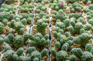 cactus garden with plastic pot beauty in nature