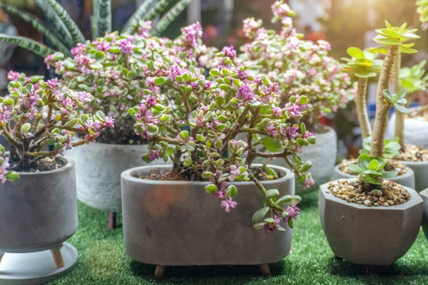 stock image blooming pink peony bonsai tree in cement vase for planting decoration house to fresh emotion 