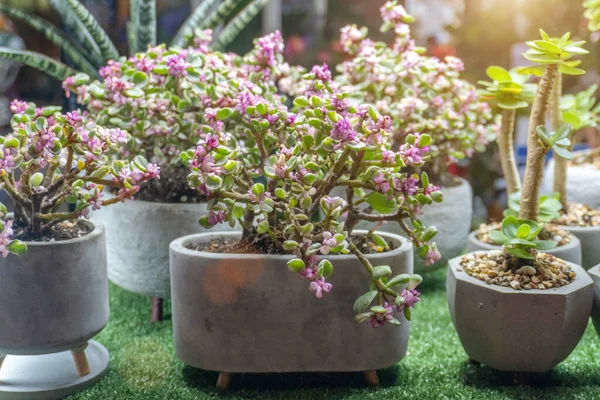Blooming Pink Peony Bonsai Tree Cement Vase Planting Decoration House Royaltyfria Stockfoton