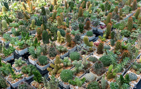 Mix Ras Van Cactus Tuin Planten — Stockfoto