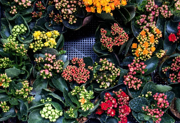 Wymieszać Kolor Mini Kwiat Koszyku Sadzenia Góry Widok — Zdjęcie stockowe