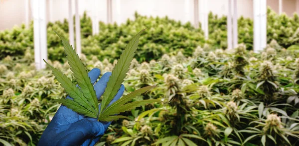 Hoja Mano Hoja Cannabis Del Laboratorio Científico Cultivo Cannabis Para — Foto de Stock