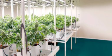 Artan THC için esrar marihuana laboratuvarı tarımı, kenevir çiçeğindeki CBD kimyasalı. Tıbbi sanayi için kenevir serası yakın kontrol ortamı.