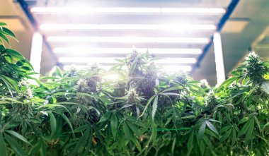 Artan THC için esrar marihuana laboratuvarı tarımı, kenevir çiçeğindeki CBD kimyasalı. Esrar serası, tıp sektöründe yakın denetim ortamı için yapay güneş ışığı kullanır.
