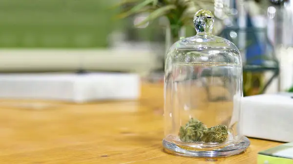 Experimentar Con Brotes Cannabis Secos Una Cubierta Vidrio Para Impedir — Foto de Stock