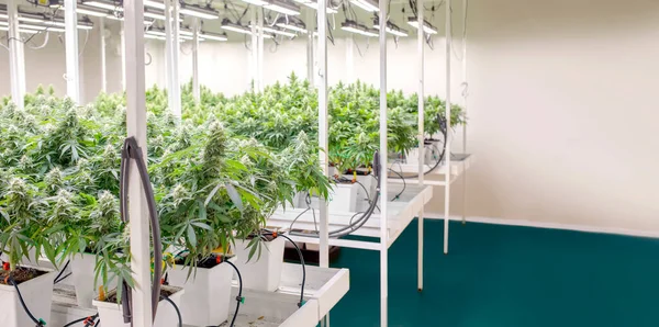Cannabis Marihuana Wissenschaftliche Laborzucht Für Thc Erhöhen Cbd Chemische Auf Stockbild