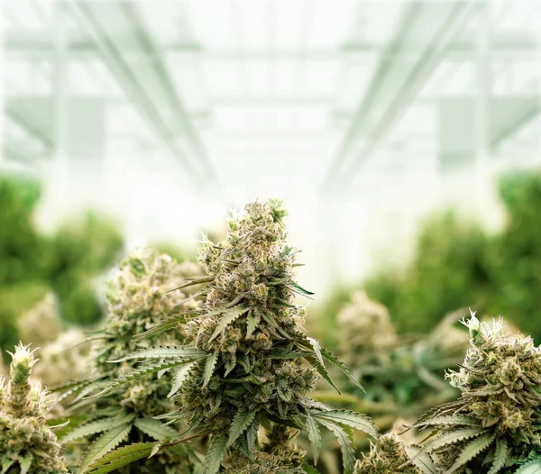 Planta Cannabis Fazenda Maconha Curativa Para Produto Cannabis Medicinal Fazenda — Fotografia de Stock