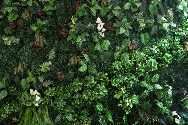 Yeşil Doğa Arka Planı Için Soyut Yapay Bitki Duvarı — Stok fotoğraf