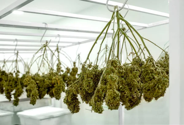 杂草植物倒挂在科学实验室里晒干 进行油籽种植 以便从大麻中提取替代药物 合法的大麻为其提供了便利 — 图库照片