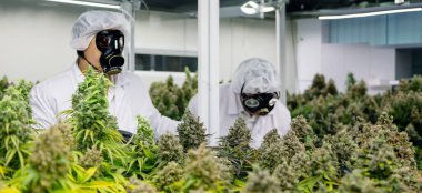 Kimya, THC ve CBD deneyleri için kapalı bir laboratuara yerleştirilen bahçedeki kenevir çiçeği ve marihuana bitkisine maskeli bilim adamı