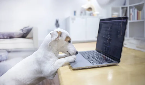 Mini Jack Russel Hond Met Behulp Van Computer Tafel Netwerk — Stockfoto