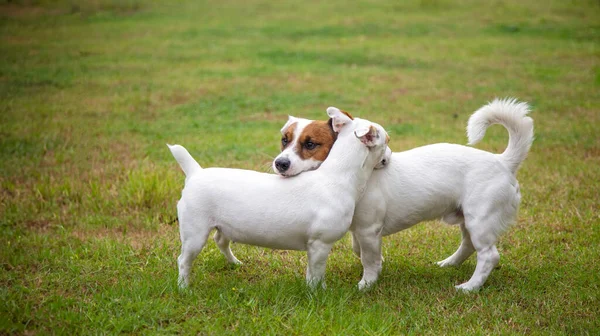 two dogs hugging with cute jack russell terrier on green park show love of mini dog. cute moment of animal