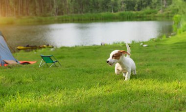 Jack Russel 'ın kırsal kamptaki yavru köpeğinin maceracı gezisi. Güzel evcil hayvanınla hayatın tadını çıkar.
