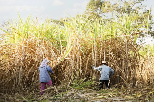 Thailands Jordbrukarfamilj Som Skördar Sockerrör Jordbrukslandskap Royaltyfria Stockbilder