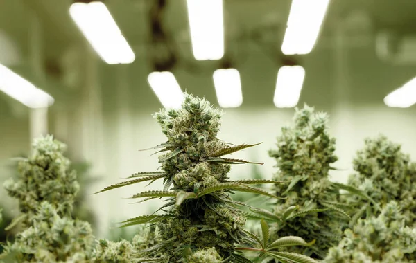 Marihuana Oder Cannabis Portweinanbau Einem Medizinischen Labor Mit Licht Auf Stockfoto