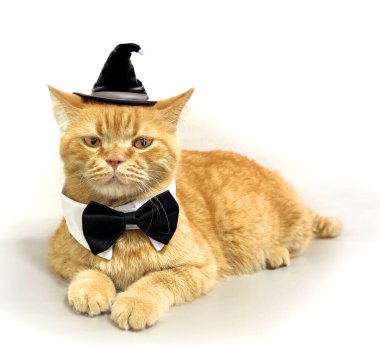 Arka planda papyonlu ve şapkalı ev kedisi.