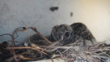 Kuşların anası insan evinde ağda yeni doğan yumurtaların içinde ısınıyor.
