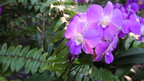 Slow Motion Pan Shot Paarse Orchidee Bloem Tuin — Stockvideo