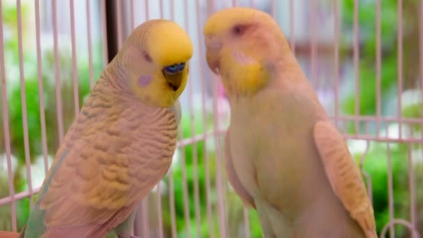 在笼中相恋的慢鸽鸟选择焦点 — 图库视频影像