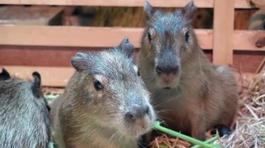 Capybara çiftlikte ot yiyor