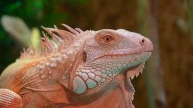 İguana 'yı yerde süründürün.