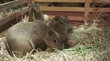 Çiftlikte yeşil otları besleyen Capybara memelisi
