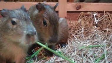 Pan, Capybara 'yı çiftlikte ot yerken vurdu.